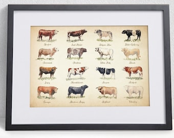 Cattle Breeds Print of Original Watercolour Painting | Farmer gift |  Cottage Kitchen Farmhouse Wall Decor | 16 breeds of cow illustration