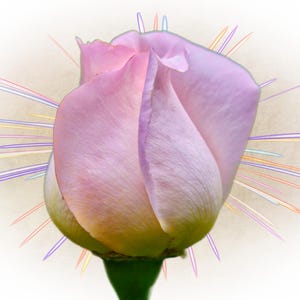 May include: A single rosebud with soft pink and lavender petals, featuring a green stem and base. The flower is surrounded by a radiating starburst effect consisting of thin, multicoloured lines in shades of blue, yellow, and purple.