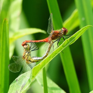 Peut inclure: Deux libellules posées sur une feuille vert vif. La libellule supérieure a un corps rouge éclatant et des ailes translucides, tandis que celle du dessous a un corps jaune-brun avec des ailes transparentes nervurées. Elles sont reliées par l'abdomen.