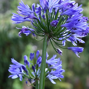 Agapanthus - Lily Of The Nile