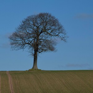 May include: A solitary tree with bare branches stands tall against a clear blue sky, silhouetted against a field of brown and green.
