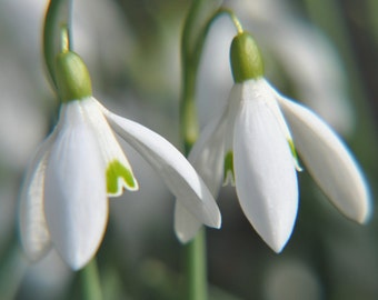 Può includere: Due fiori bianchi di bucaneve con punte verdi, a fuoco, su uno sfondo verde sfocato.