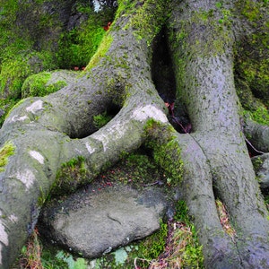 Roots & Rock. An A4 photographic print (11.75 x 8.5 inch) (30x21cm)