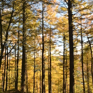 Autumn Delight.  A Photographic Print.