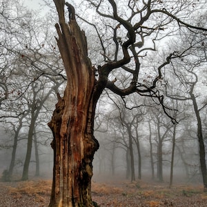 Sherwood Forest Ancient Oak.  A Photographic Print
