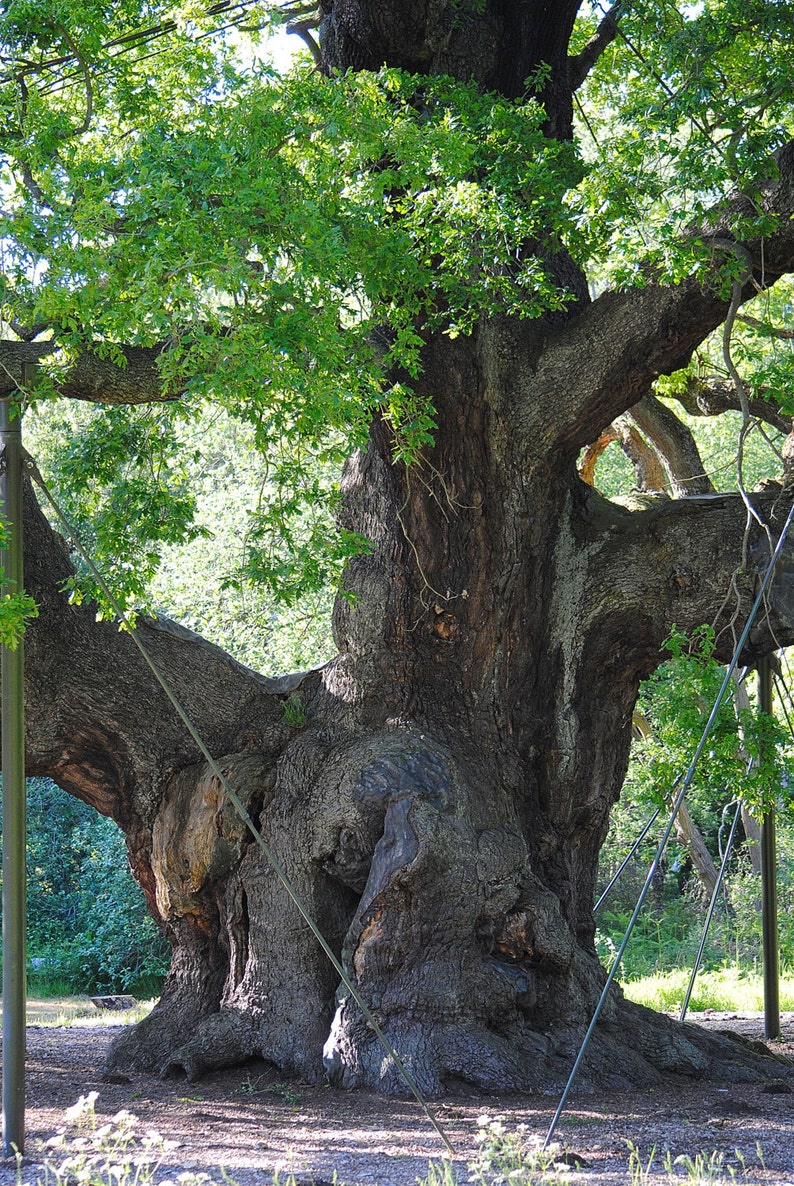 The Major Oak Robin Hood's Tree an A4 Photographic - Etsy