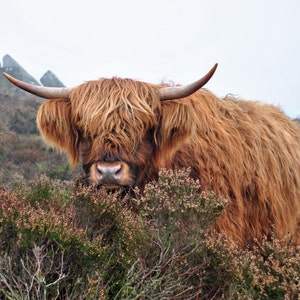 Highland Cow on Froggatt Edge. An A4 (21cm x 29.7cm) photographic print
