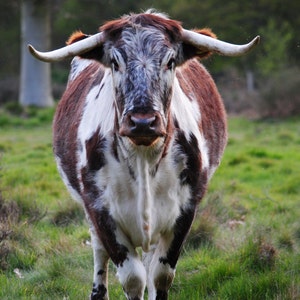 How pretty am I? Longhorn cattle at Clumber Park. Photographic Print