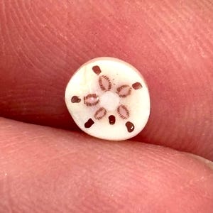 May include: A small, round, off-white bead with a floral design. The design features six brown, oval-shaped patterns radiating from a central point, with dark brown accents. The bead is held between fingers.