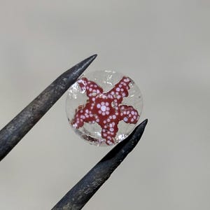 May include: A small, clear, round glass bead with a red starfish design and white accents. The bead is held by two metal tools against a neutral background. The starfish has a detailed pattern.