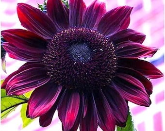 Chocolate Cherry Sunflower Seeds | 50+ Heirloom Non-GMO Garden Seeds
