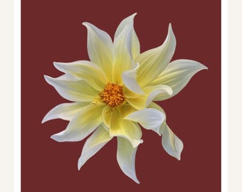 Yellow Dahlia Wall Art Printable | Ivory Flower on Deep Red | Warm Botanical Print | Digital Download