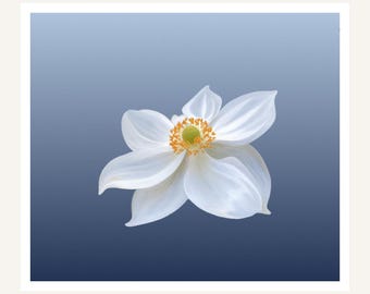 Wandbild „Weiße Anemone“ zum Ausdrucken | Elegante Blume auf staubigem Blau | Beruhigender botanischer Druck | Digitaler Download