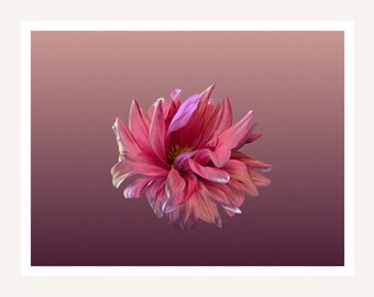 Rosa Dahlie als Wandbild zum Ausdrucken | Zartrosa Blüte auf warmem Sand | Romantischer botanischer Druck | Digitaler Download
