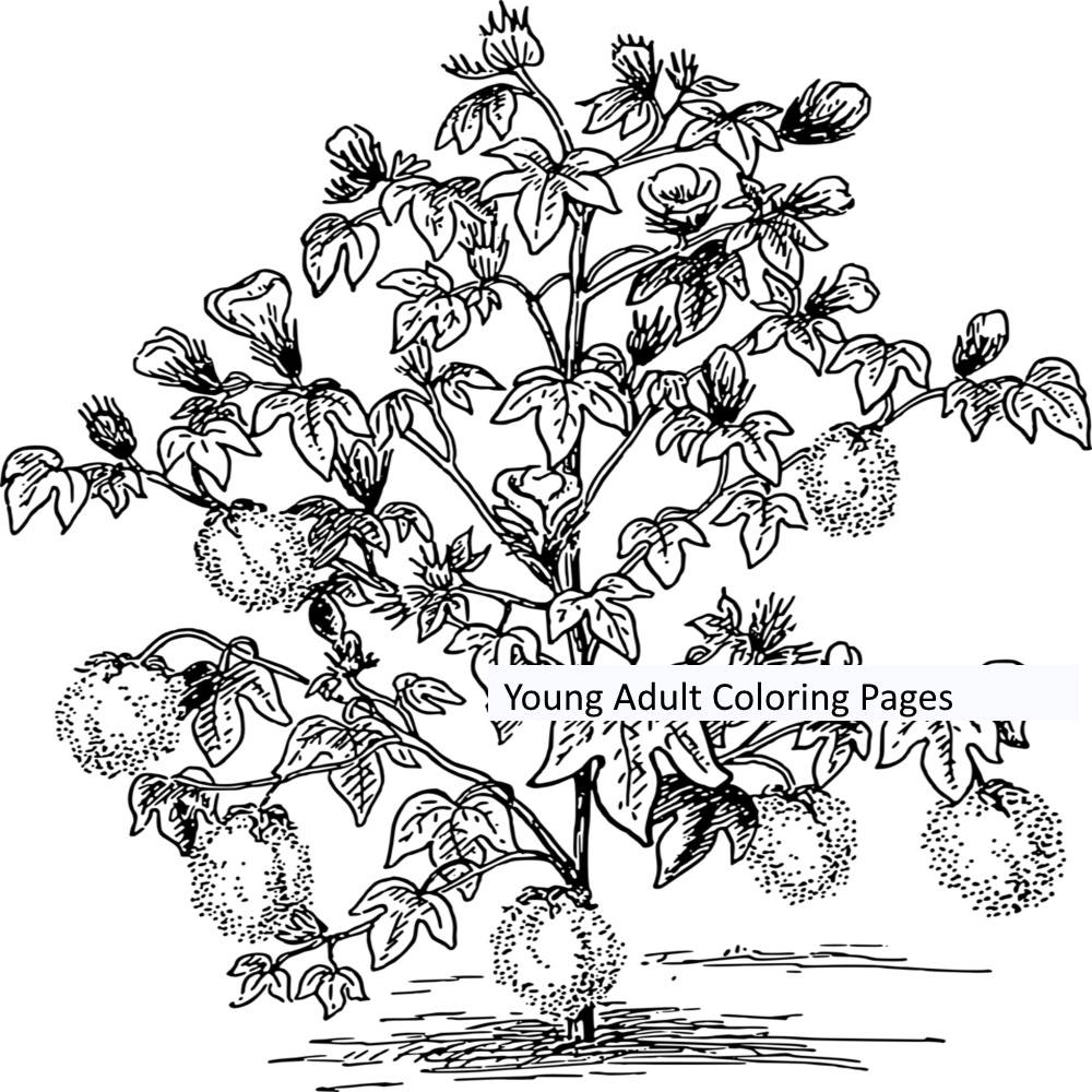 Cotton Plant Coloring Pages Printable Coloring Pages