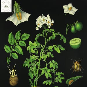 Vintage potatis botanisk affischtryck, remastrad för digital nedladdning
