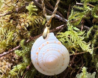 Handcrafted Sundial Shell Pendant: South Florida Beach Find, Natural Pattern Jewelry