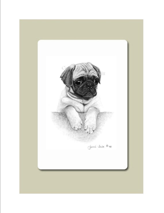 Perros Pug Bebes Para Dibujar Mejor Camas Para Perros Perros Pug Bebes Para Dibujar Mejor Camas Para Perros