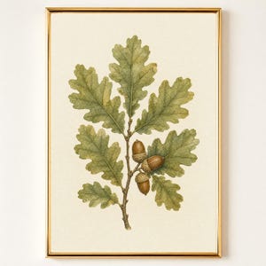 May include: A framed botanical print featuring a detailed illustration of an oak branch with green lobed leaves and three brown acorns. The artwork is centered on a cream-colored background and enclosed within a thin, metallic gold frame.