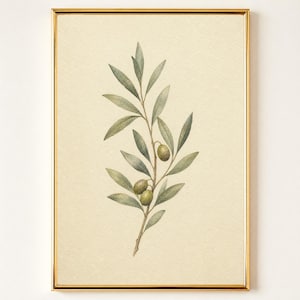 Pode incluir: Uma impressão de arte emoldurada apresentando uma ilustração botânica de um ramo de oliveira com folhas verdes e duas pequenas azeitonas. A obra está centralizada num fundo creme texturizado e envolvida por uma moldura fina de metal dourado.