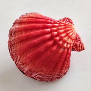 May include: A vibrant red scallop shell featuring a fan-shaped design with prominent, radiating ridges that extend from the hinge to the scalloped outer edge. The surface displays a textured, ribbed pattern with subtle variations in red tones.