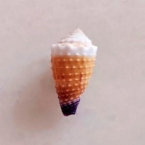 Seashell Conus muriculatus | Conidae | Muricate Cone | Bruised Cone | Beautiful Aesthetic Knobs Uncommon Collector's Item | Shell