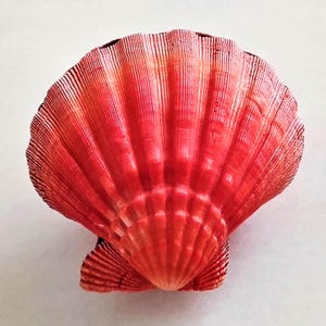 貝殻 Nodipecten nodosus | イタヤガイ科 | ライオンパウホタテガイ | 大きく美しいオレンジ色 | 美しい突起 | コレクターズアイテム | 貝殻