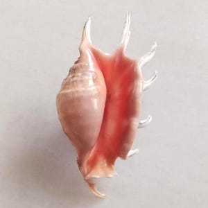 Op de afbeelding: Een roze en crèmekleurige spinkonkschelp met een spiraalvormig lichaam en verschillende lange, puntige, vingerachtige uitsteeksels die uit de buitenste lip steken. De binnenkant van de schelpopening toont een levendig, glad, koraalroze oppervlak.
