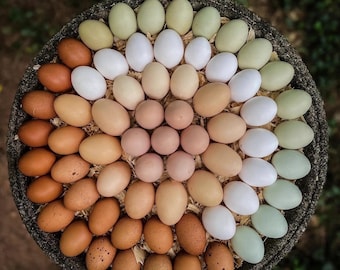 Fertile eggs for incubator  / huevos de gallina /  / Huevos fértiles   Blancos,  marrones,  azules, verdes , ONLY FOR INCUBATOR (12)