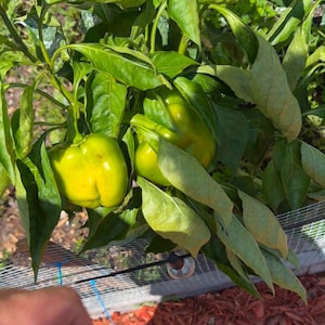 Puede incluir: Una planta de pimiento verde vibrante que crece en un jardín, con varios pimientos de color verde claro, lisos y brillantes, que cuelgan de tallos resistentes entre un denso grupo de hojas verdes puntiagudas y veteadas bajo la luz natural.