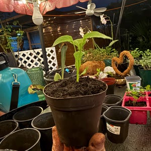 Puede incluir: Una pequeña planta verde con varias hojas creciendo en una maceta de plástico negro llena de tierra oscura. La maceta es cilíndrica con un exterior liso y un borde ligeramente ensanchado, sostenida en posición vertical para mostrar la planta.