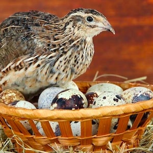 Puede incluir: Una pequeña codorniz de plumaje moteado en marrón y blanco posada sobre una cesta redonda de madera trenzada llena de huevos de codorniz moteados. El ave tiene plumas de color marrón oscuro con vetas beige y un pico puntiagudo.