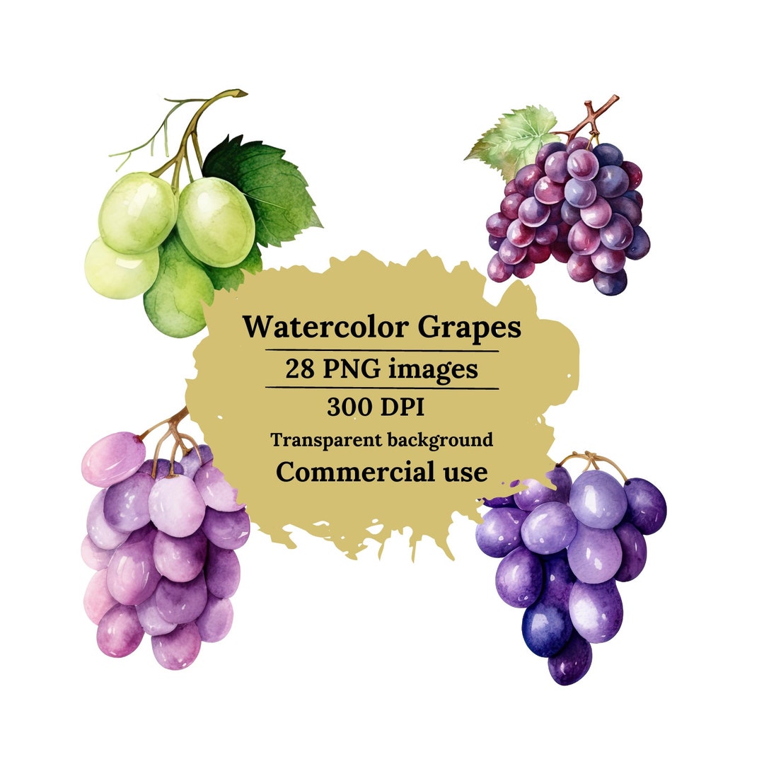 Watercolor Grapes Clipart Purple & Green Grapes PNG Files Etsy