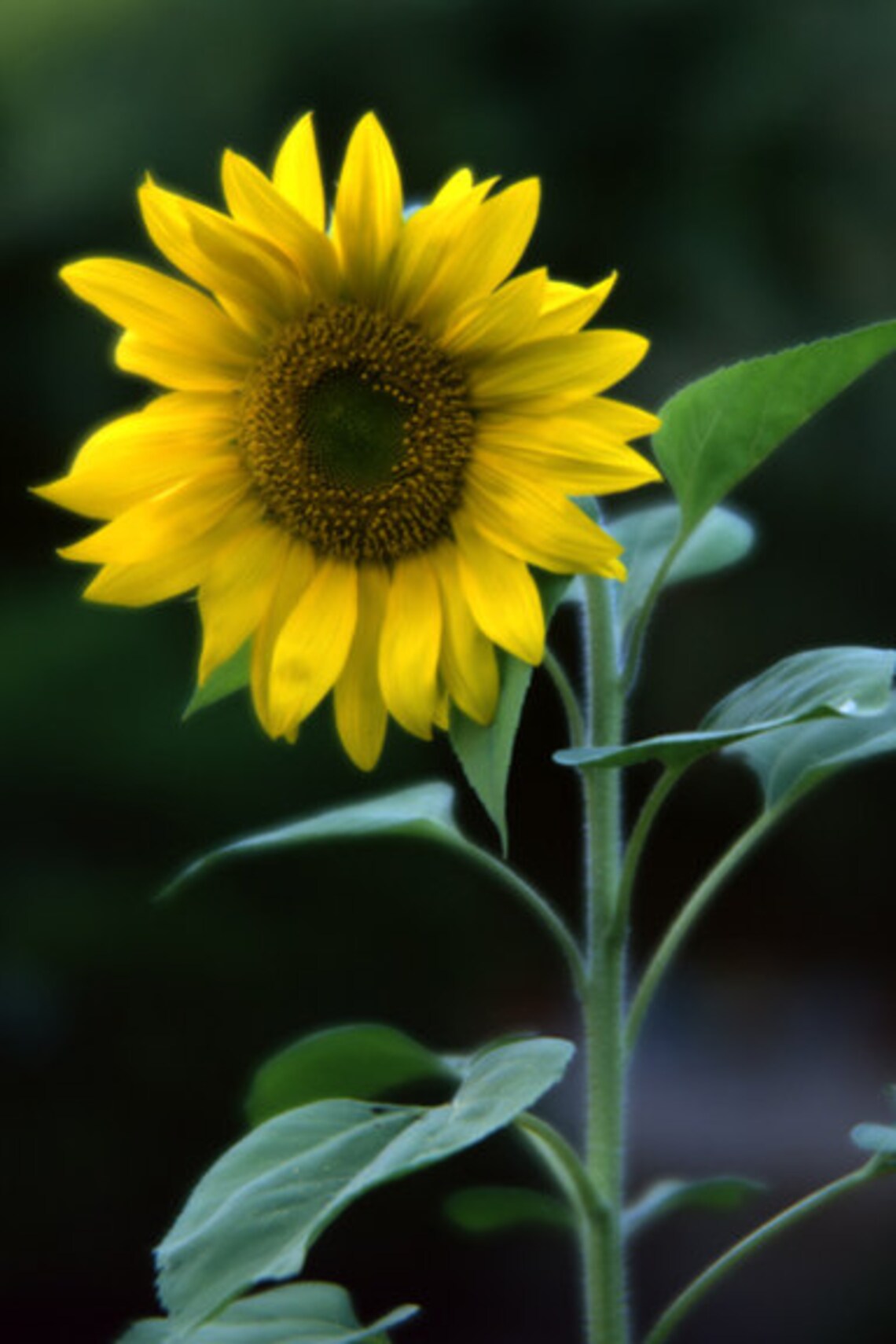 Sunflower Wall Art Canvas Color or Black and White | Etsy