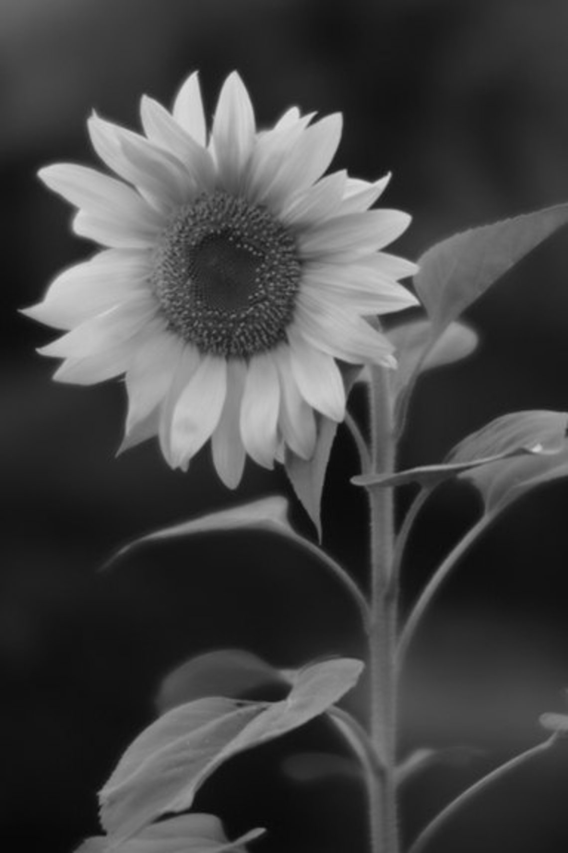 Sunflower Wall Art Canvas Color or Black and White Etsy