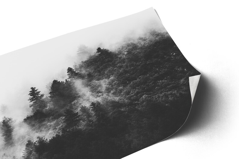 Photographie en noir et blanc d'une forêt enveloppée de brume. Les arbres apparaissent à travers un voile de brouillard, créant une ambiance apaisante et mystérieuse.