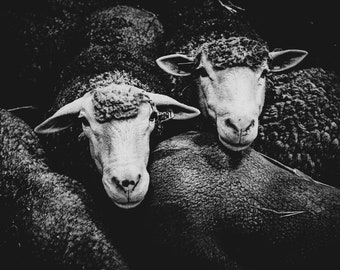 Black and White Photo Print - Majestic Sheep Heads