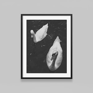 Swans in Black-and-White - Nature Photography | Art Print | Wildlife Photography | Wall Art Nature | Minimalist Wall Decor | Bird Print