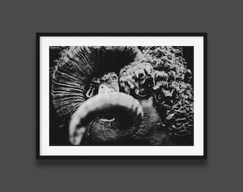 Ram portrait photography : black and white sheep print