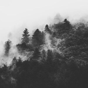 Photographie en noir et blanc d'une forêt enveloppée de brume. Les arbres apparaissent à travers un voile de brouillard, créant une ambiance apaisante et mystérieuse.