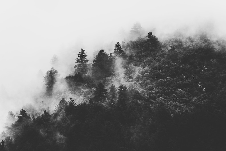 Photographie en noir et blanc d'une forêt enveloppée de brume. Les arbres apparaissent à travers un voile de brouillard, créant une ambiance apaisante et mystérieuse.