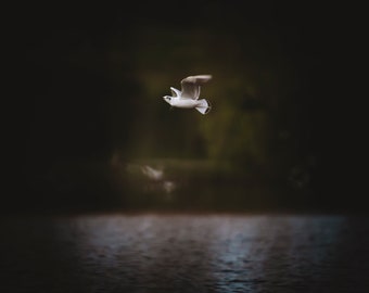 Graceful Seagull in Flight - Dark and Poetic Nature Photography