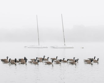 Gänse im Nebel - Farbfoto - Wanddekoration - Minimal Print