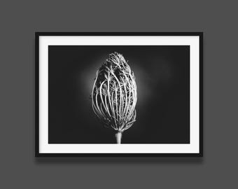 Black and White Wild Carrot Flower Print - Botanical Art Photography