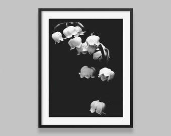May include: Black and white framed print featuring a cluster of lily of the valley flowers. The delicate white bell-shaped blooms are set against a stark black background, creating a high-contrast, elegant botanical image.