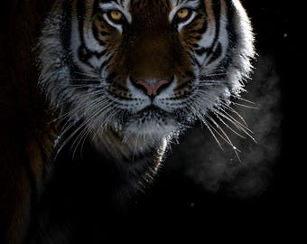 Tiger Printable Wall Art, Siberian Tiger Poster, Dramatic Black Wildlife Print, Modern Animal Room Decor, Digital Download, 5 Aspect Ratios