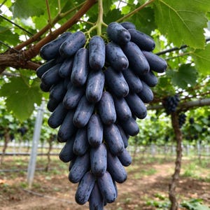 May include: A large, dense cluster of elongated, dark purple, finger-shaped grapes hanging from a vine. The individual grapes have a smooth, matte skin and are tightly packed together, suspended from a green stem amidst green leaves.