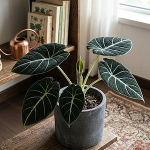 May include: An Alocasia Black Velvet plant with dark, velvety, heart-shaped leaves featuring prominent white veins, potted in a cylindrical gray concrete planter. A small, tightly furled new leaf grows from the center of the plant.