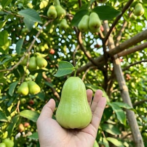 May include: A light green wax apple fruit with a smooth, bell-shaped skin and a single small green leaf attached to the stem, held in an open palm against a background of a lush fruit tree with many similar green fruits hanging from branches.