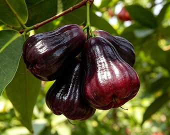 Grafted Black Diamond Wax Apple Bare Root Tree